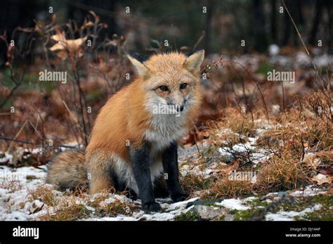 Wild Red Fox Sitting Down In Northern Ontario Canada Stock Photo Alamy
