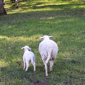Integrating Sheep Into Biodynamic Vineyard Management Biodynamic
