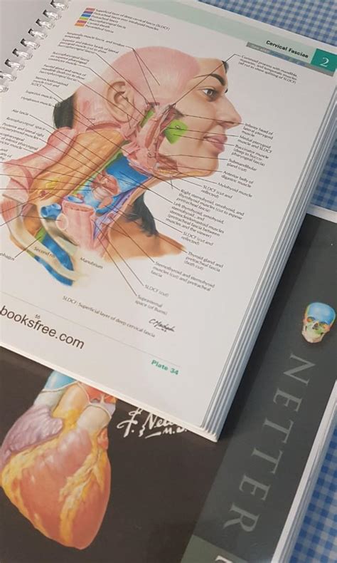 Netter Atlas Of Human Anatomy 7th Edition Hobbies And Toys Books