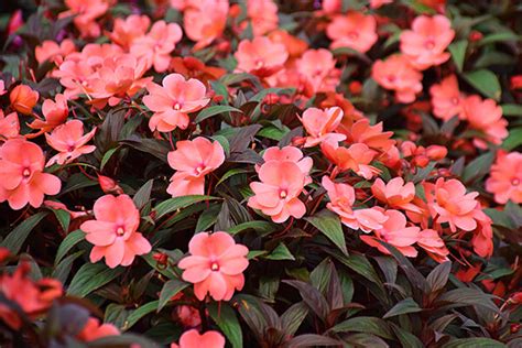 Add Splashes Of Coral Color To Your Garden Arizona Summerwinds