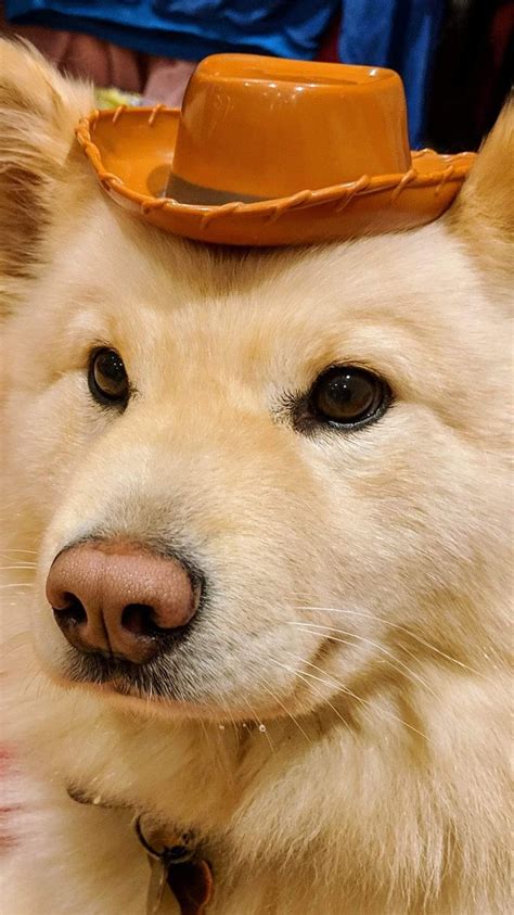 I Wish I Looked As Good In Hats As My Dog Does Yeehawifttt2pxujfd Dogs Dog