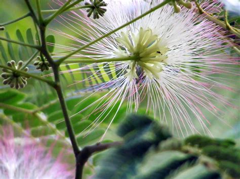 Pink Mimosa Tree Flower Virginia Ginny Sanderson Flickr