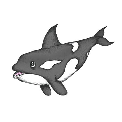Orca Drawing