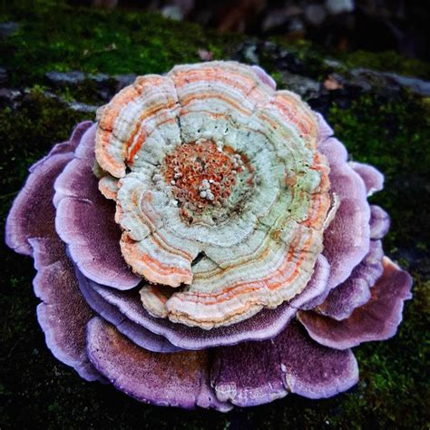Mushroom Ninja Explores The Beautiful World Of Exotic Fungi On His Hikes