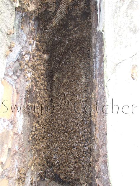 Find out more call your honey bee loving specialist on 02922 401649. Honey Bees in Wall ~ SwarmCatcher
