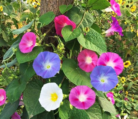 Plant Seeds Shop Buy Mix Morning Glory Flower Seeds Plant Guide