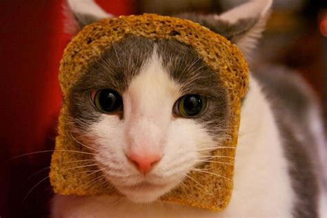 A Cat With Bread On Its Face Cats With Things On Their Faces