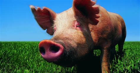 Por ejemplo, cambiar una cocina o instalar parqué. Cómo cocinar patas de puerco | eHow en Español