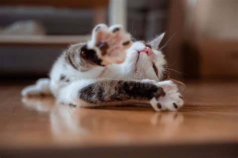 A Small Tabby White Kitten Lies On Its Side On The Ground In The