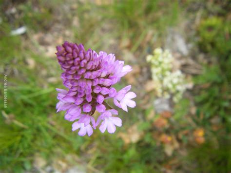 Trova le migliori immagini gratuite di fiori viola. Le avventure della mia fantasia: I fiori selvatici, secondo tributo ai colori della primavera