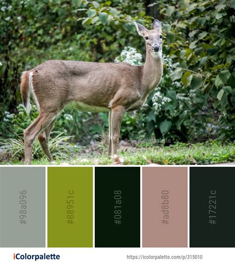 23 Musk Deer Color Palette Ideas In 2023 Icolorpalette