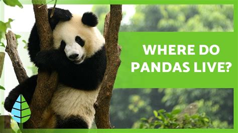 Where Do Panda Bears Live 🐼🎋 Giant Panda Habitat Youtube