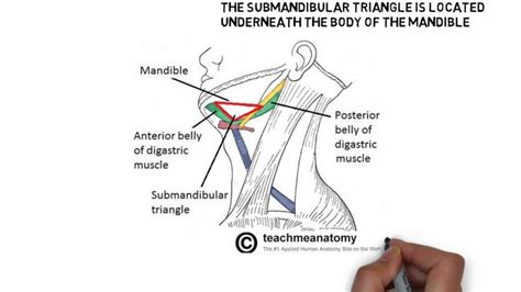 Submandibular Trianglesubmaxillary Or Digastric Triangle Study Help