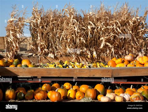 Fall Scene Pumpkins Hi Res Stock Photography And Images Alamy