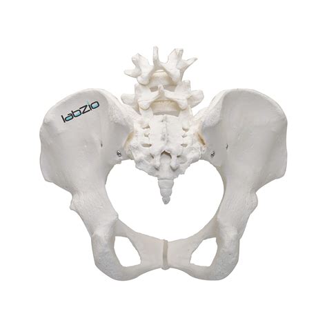 Buy Labzio Premium Female Pelvis Skeleton Model Anatomically Correct