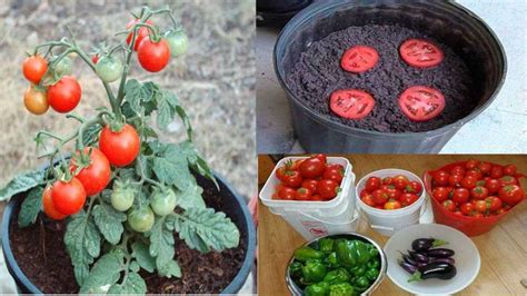 Comment Faire Pousser Beaucoup De Tomates Avec Seulement Tranches Et