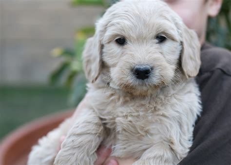 All dogs requiring grooming, but some need daily maintenance. Goldendoodle - Puppies, Rescue, Pictures, Information ...