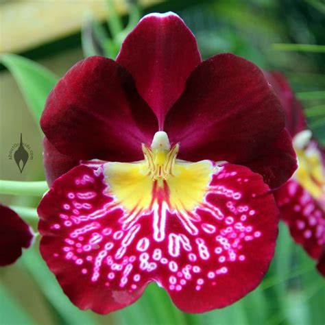 Aboutorchids Blog Archive Valentine’s Orchids