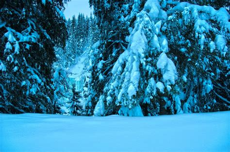 Winter Trees Spruce Snow Landscape Wallpaper Coolwallpapersme