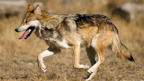 Endangered Mexican Gray Wolf Roaming Near Flagstaff Captured Relocated