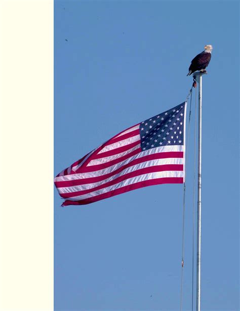 American Bald Eagle On A Flag Pole Smithsonian Photo Contest