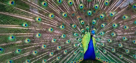 Pet Peacock Tips What To Know Before Buying Peafowl