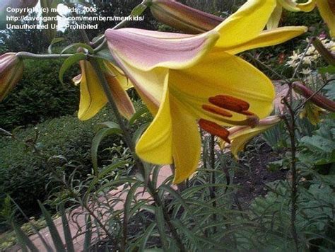 Plantfiles Pictures Trumpet Lily Golden Splendor Lilium By Menkids