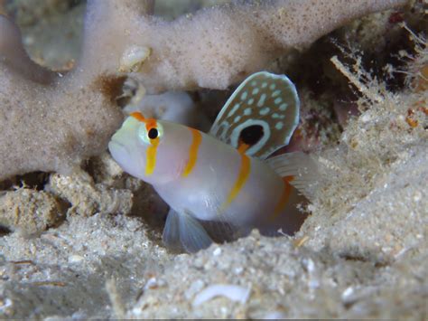 Partnergrundel Amblyeleotris Randalli Meerwasser Guidede