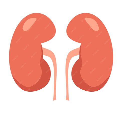 Premium Vector Human Kidneys Cartoon Organ Vector Illustration