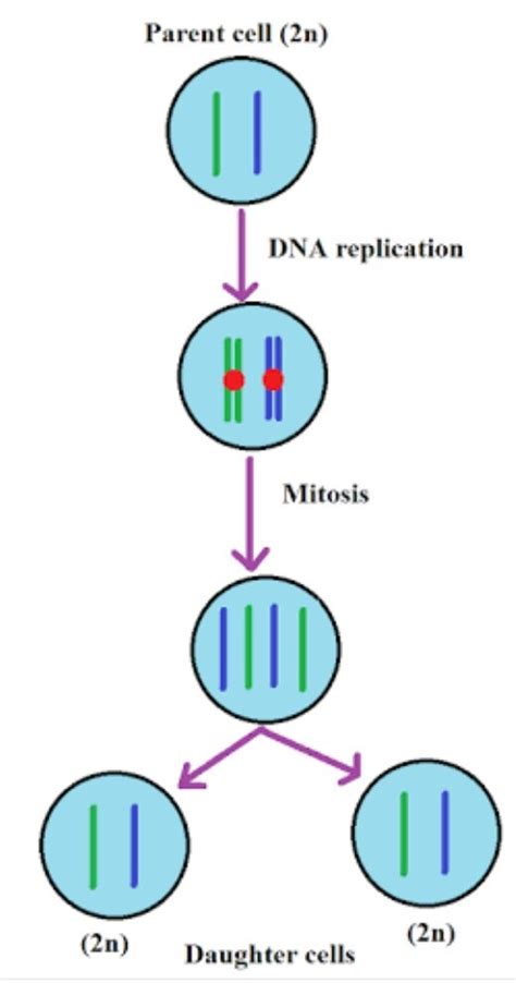 If it is haploid, such as sperms and eggs, they have one set of chromosomes, or just 23. What is the other name of mitosis? - Quora