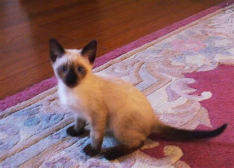 Long Haired Siamese Kittens For Sale Balinese Long Haired Siamese