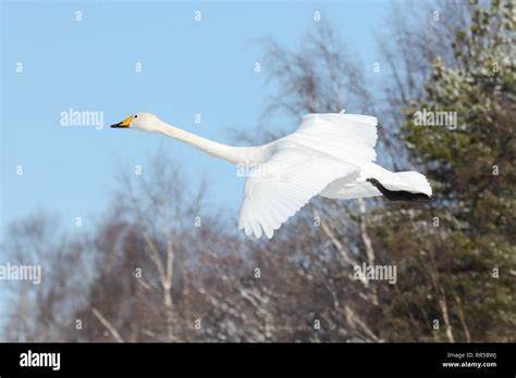 Whooper Swan Cygnus Swan Winter Hokkaido Japan Bird Hi Res Stock