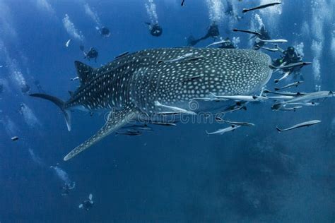 Giant Whale Shark Swimming Underwater With Scuba Divers Stock Image