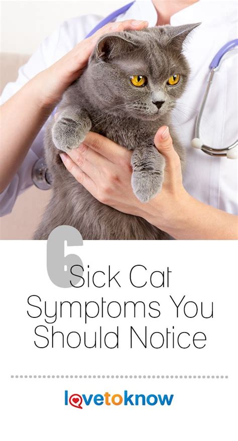 7 Sick Cat Symptoms You Should Notice Lovetoknow Sick Cat Cat