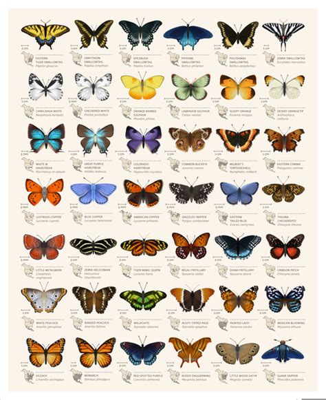 Butterfly Species Chart Free Images At Vector Clip Art