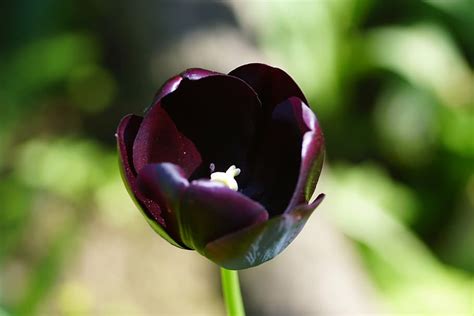 Tulipán Morado Oscuro Aislado Macro Jardín Flor Planta