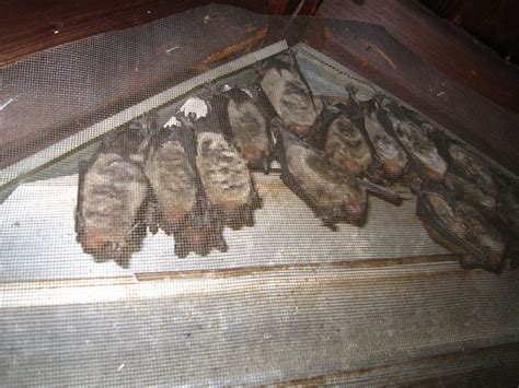 We did not find results for: Bat Removal Bat Control Bat Proofing Bats In Attic Bat In ...