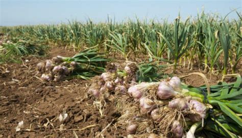 How Profitable Is Garlic Farming In Kenya