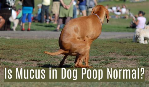 16 Causes Of Blood In Dog Stool Pethelpful