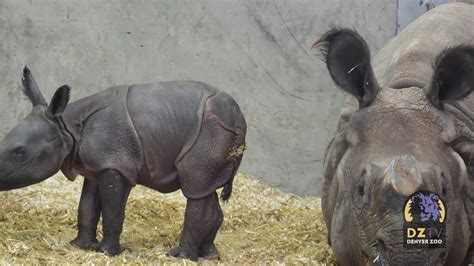 Meet Denver Zoos First Ever Greater One Horned Rhino Calf Youtube