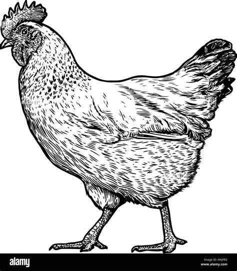 Chicken Illustration Drawing Engraving Line Art Realistic Stock 15624