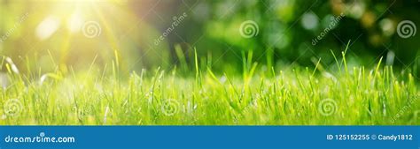 Fresh Green Grass Background In Sunny Summer Day Stock Image Image Of