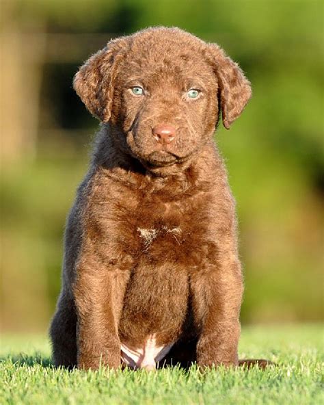 Puppyfinder.com is your source for finding an ideal golden retriever puppy for sale in usa. 8 best Chesapeake bay retriever images on Pinterest ...