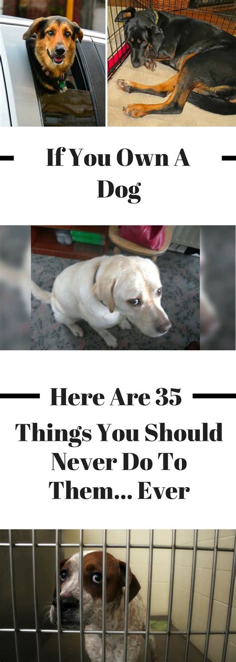 If You Own A Dog Here Are 35 Things You Should Never To Do Them Pet