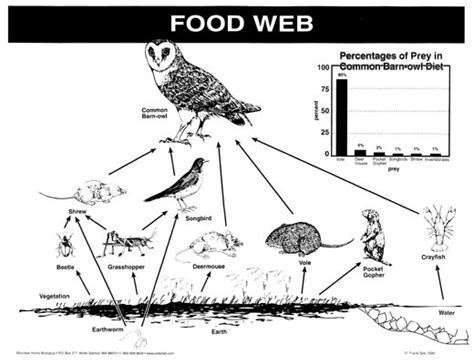 Food Chains And Food Webs Mrs Fullers Classroom