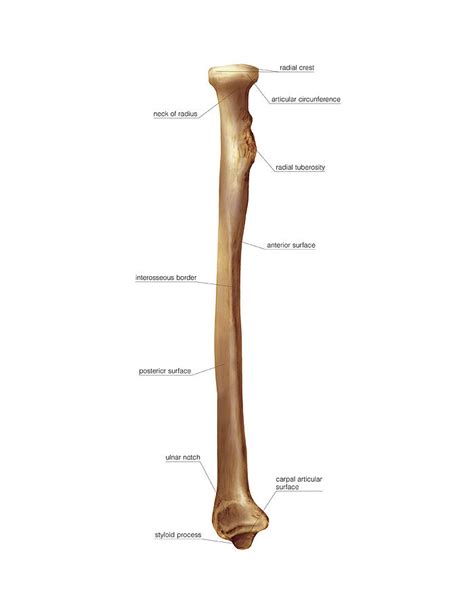 Radius Bone Photograph By Asklepios Medical Atlas Pixels Merch