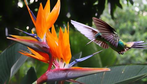 Characteristics of Plants & Animals | Sciencing