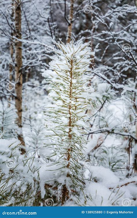 Winter Forest Novosibirsk Region Siberia Russia Stock Photo Image
