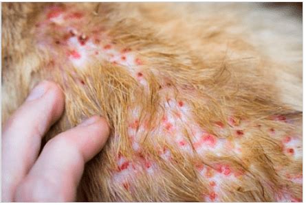 Dermatite Nel Gatto Cause Lesioni Cure Naturali Funzionali Elicats It