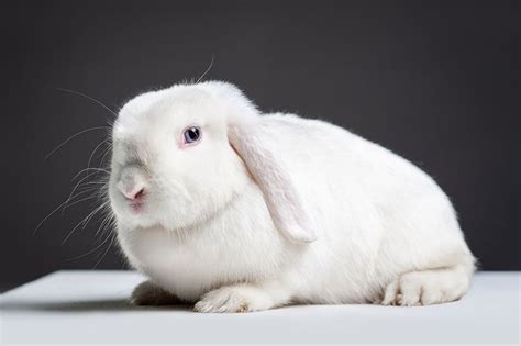 9 Lovable Lop Eared Rabbit Breeds With Pictures Pet Keen